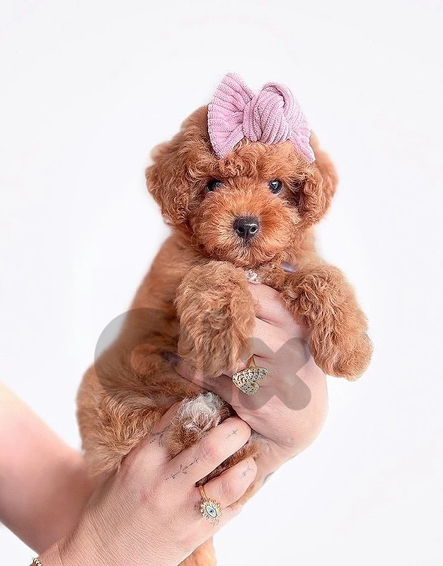 Toy Poodle Puppy Available 🐩 |in store & delivery | dog كلاب