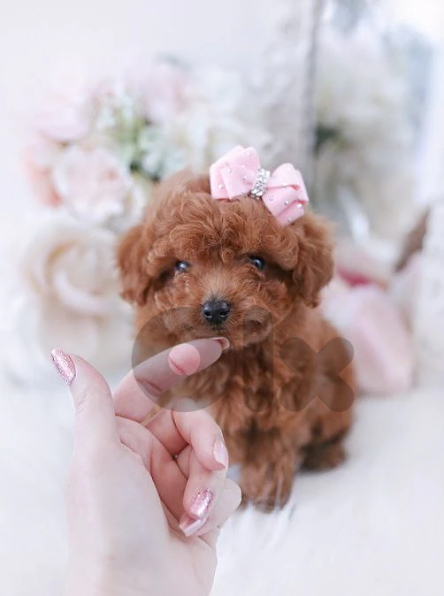 Tiny Toy Poodle, Big Personality! 🐩 dog كلاب