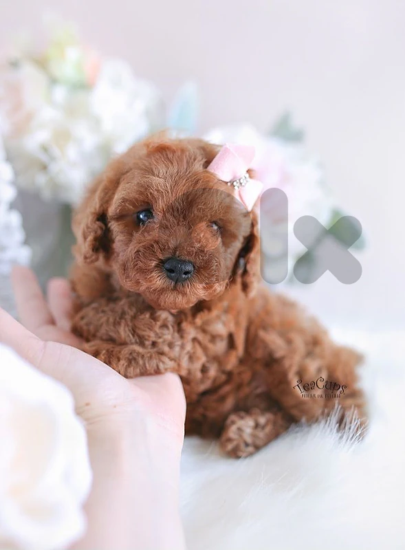 Toy Poodle Puppy Available ✨ dog كلاب