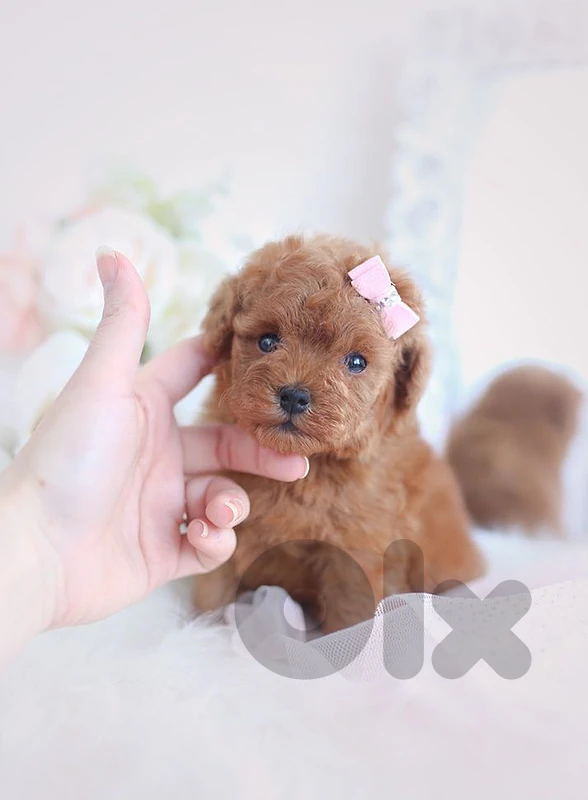 Toy Poodle Puppies | dog كلاب | in store & delivery