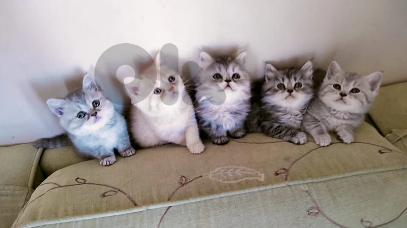 cats for selling