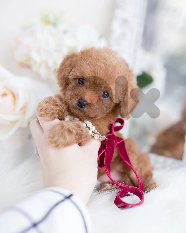 Premium Toy Poodle Puppy 🌟