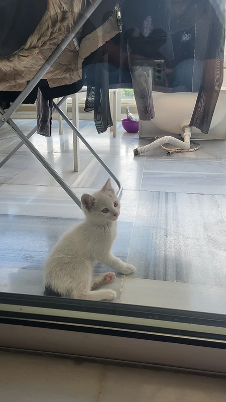 3 month old cat