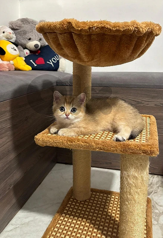 golden chanshilla