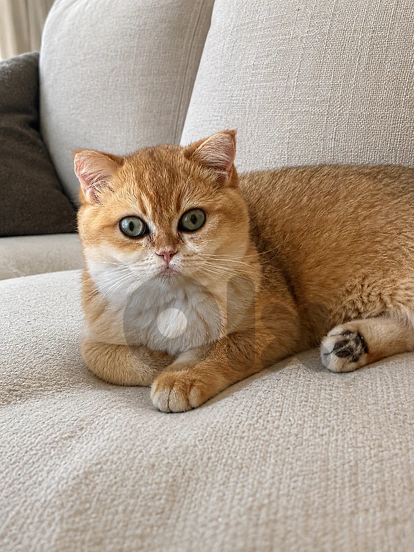 golden chichilla