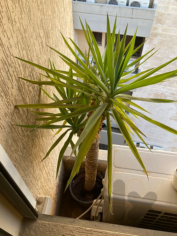 Any plant 5-15 usd indoor outdoor plants
