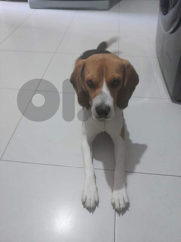 Beagle