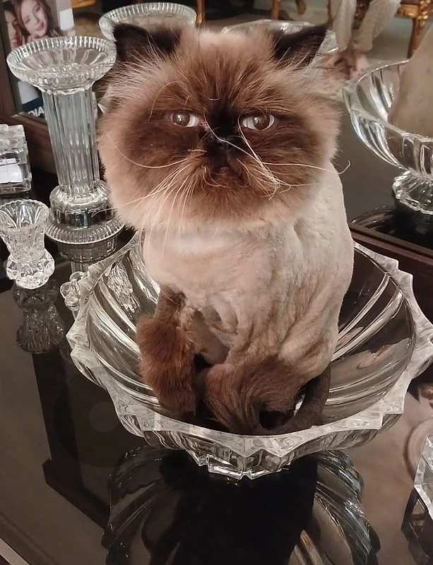 himalayan female cat for adoption