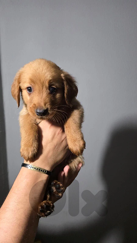 golden retriver puppy