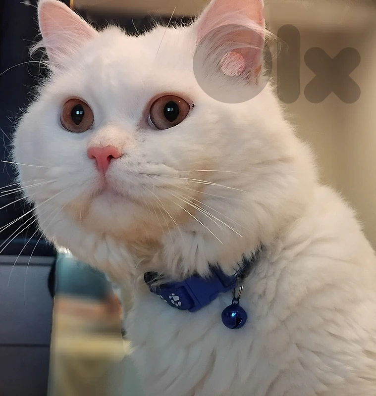 persian male cat