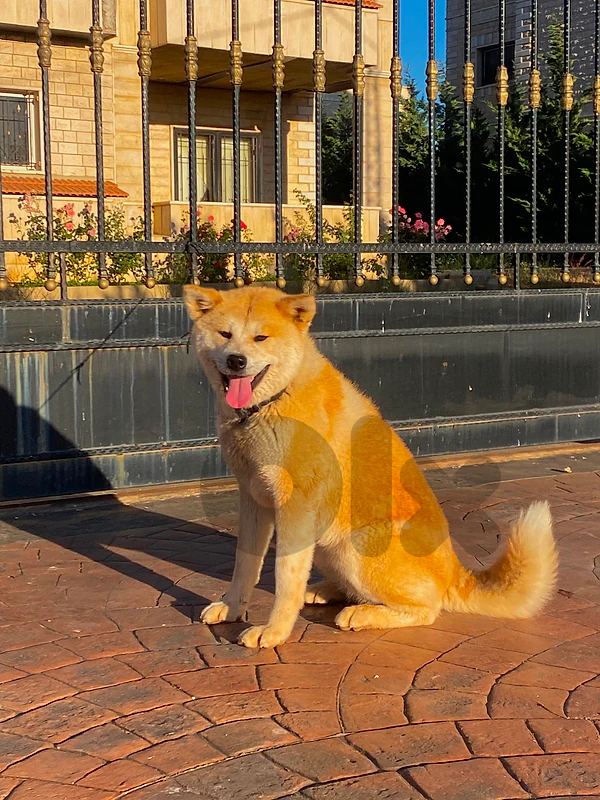 akita female