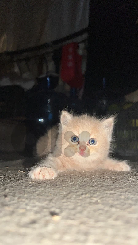kitten