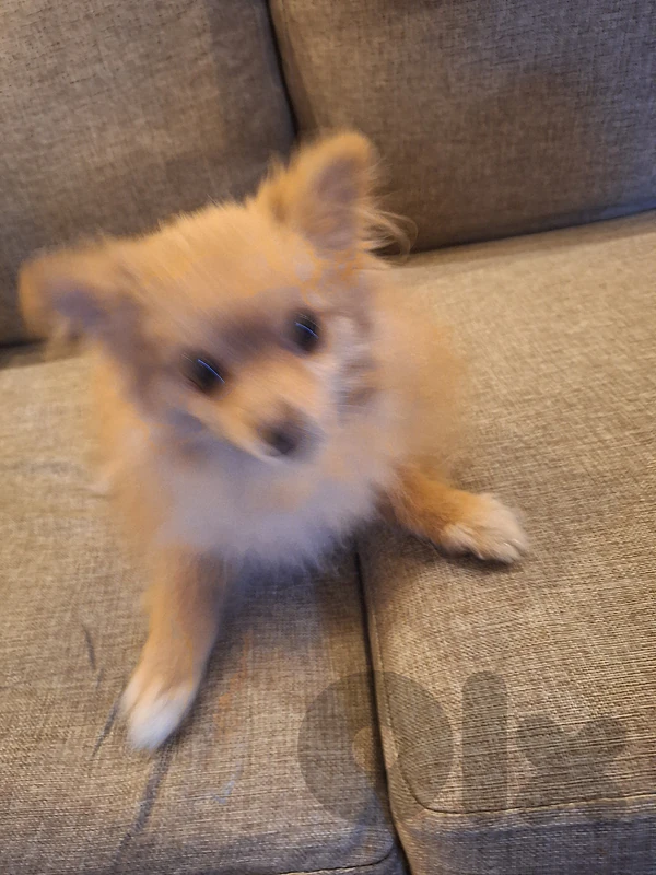 pomeranian for.sale