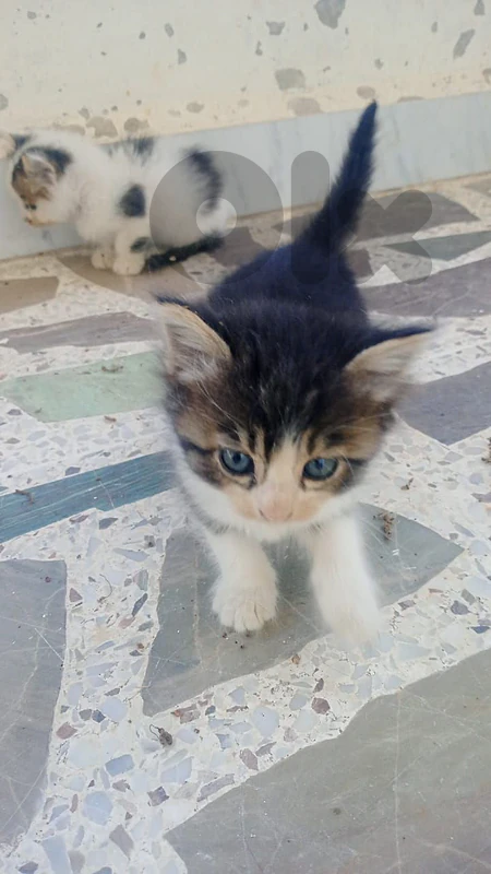 Kittens For Adoption (FREE)