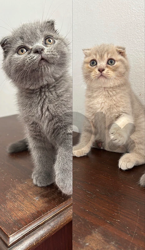 cram scottish Fold short hair kittens Available