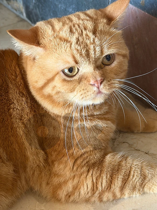 British Shorthair for adoption