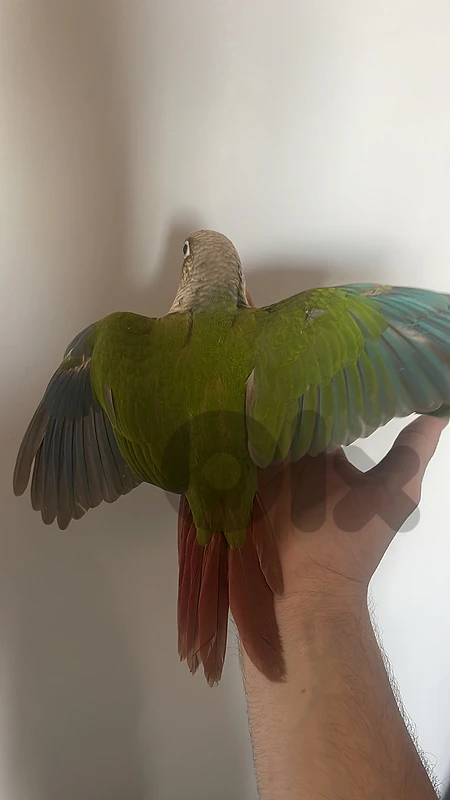conure cinnamon baby sun conure
