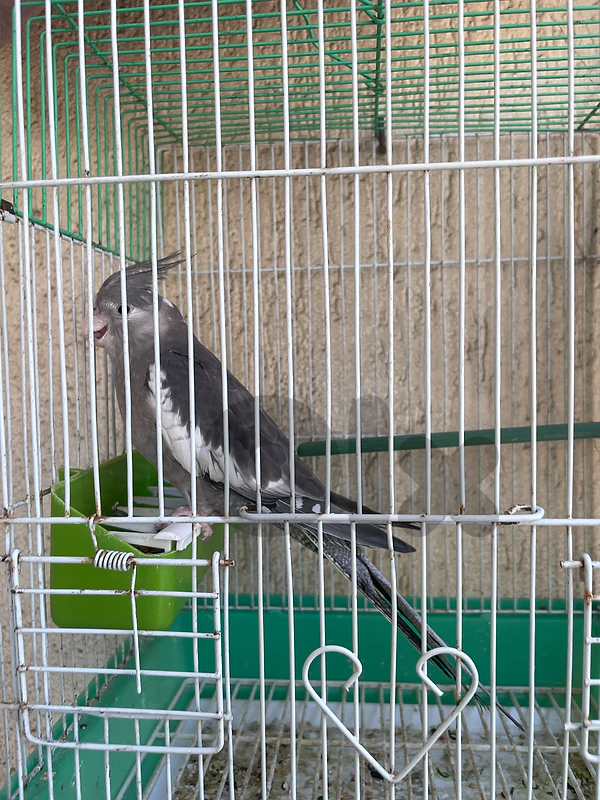 karawan mrawad