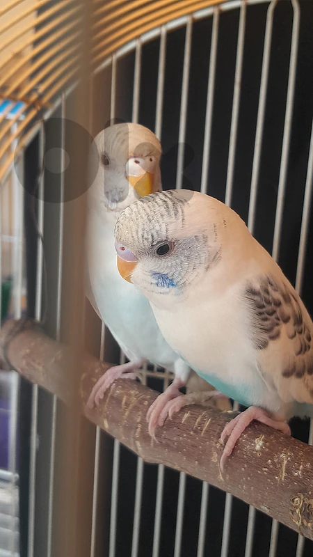 budgie couple