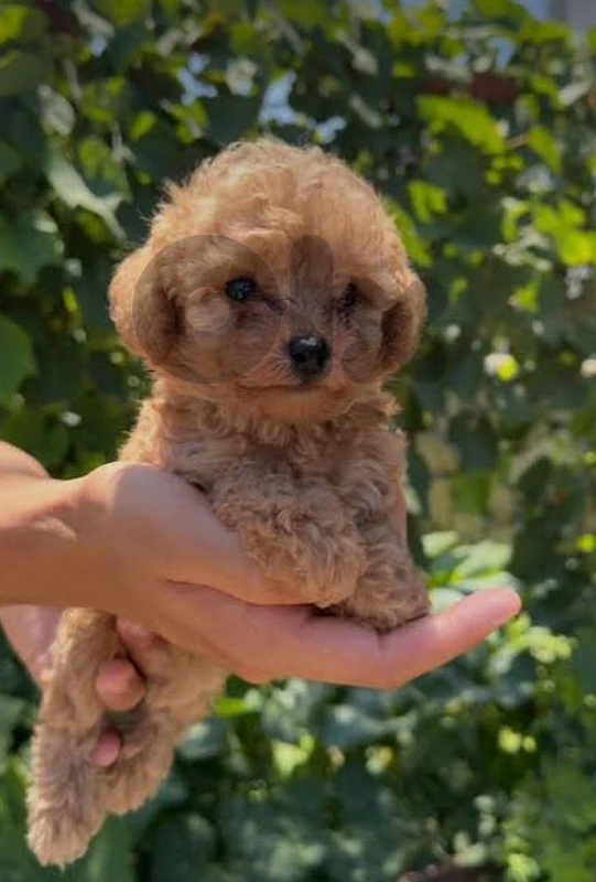 toy poodle