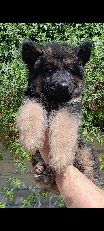 german shepherd
