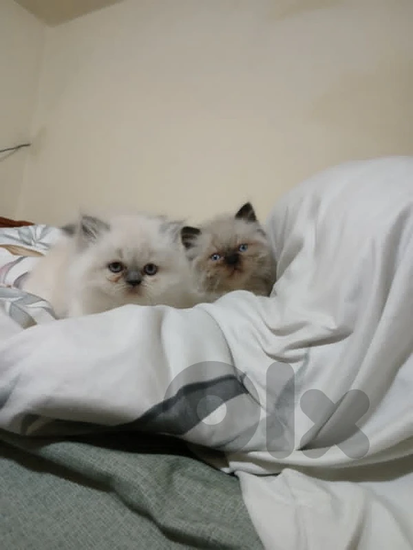 himalayan kitten