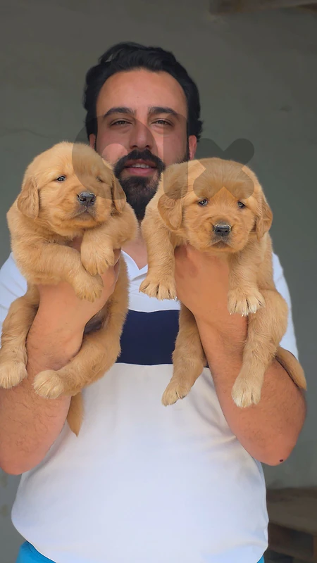 HIGHEST GOLDEN RETRIEVER QUALITY