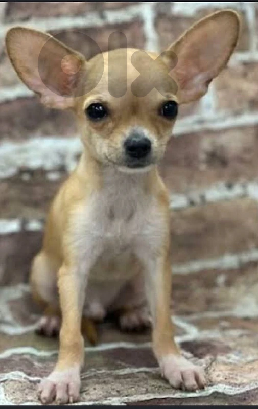 chiwawa dog