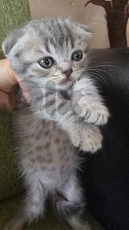 Scottish Kitten