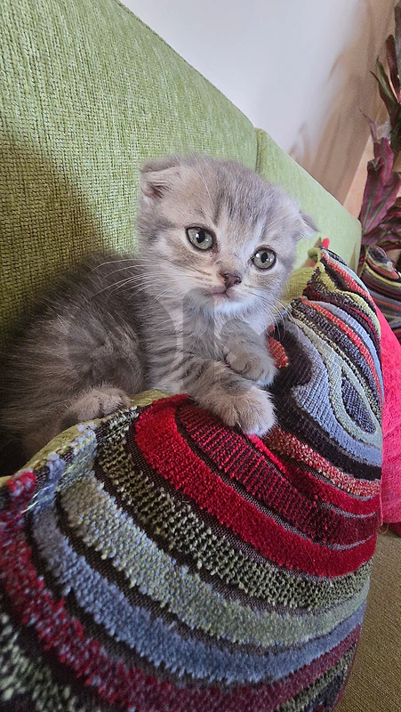 Scottish Kitten