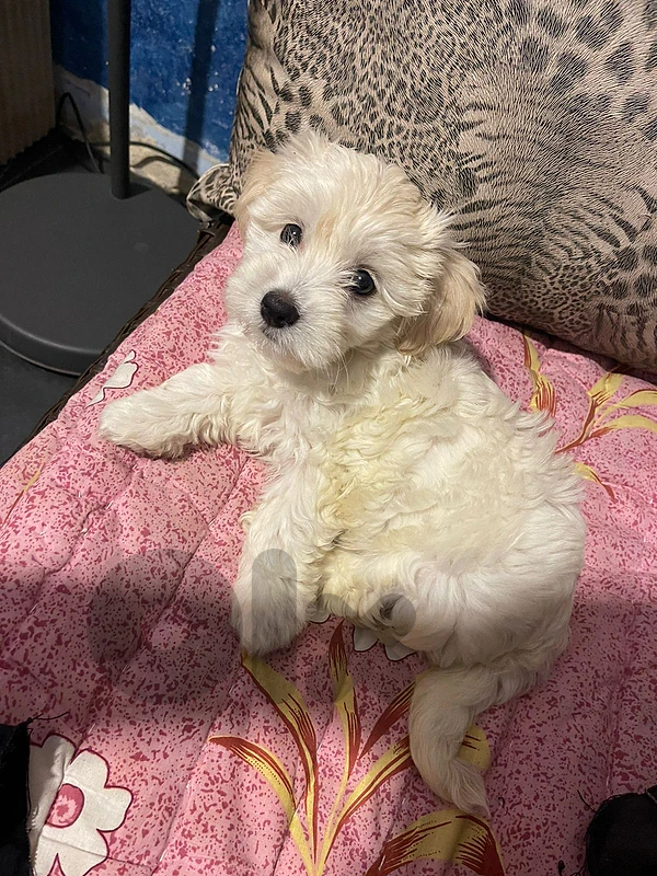 maltiipoo maltese