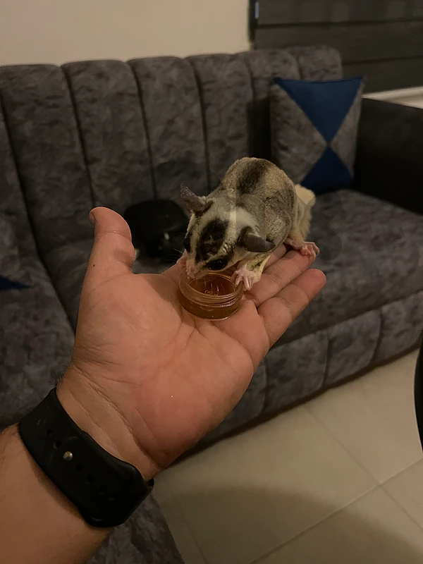 sugar glider