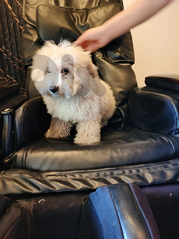 Maltipoo female 4 months potty training in pads
