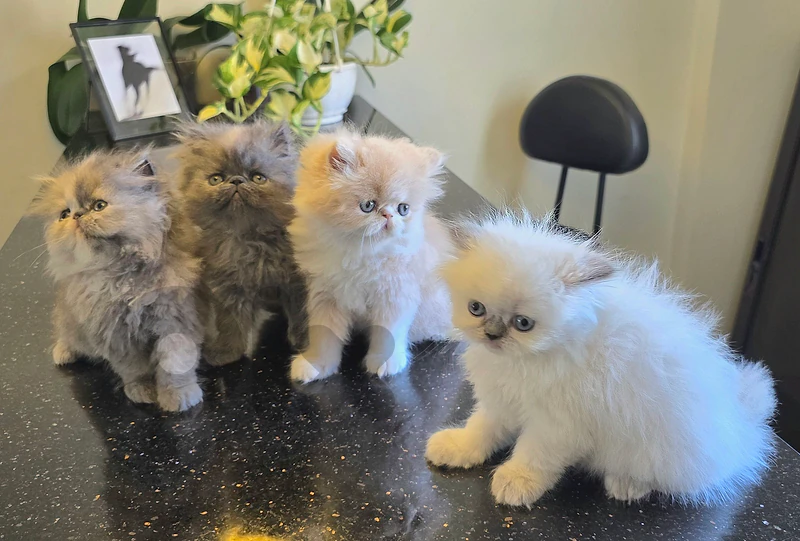 Persian kittens