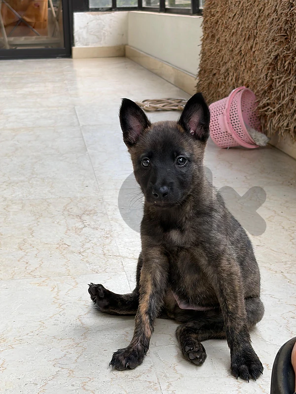 Last Male Malinios for Sale!