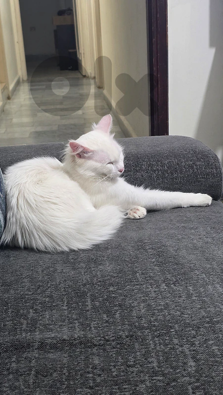Beautiful 7-Month-Old Fluffy White Male Cat for Free Adoption 🐾