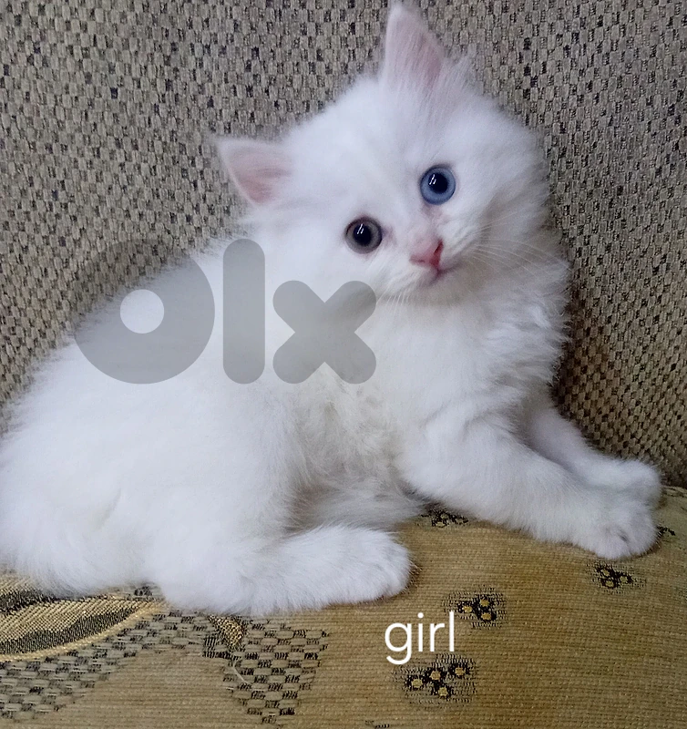 kittens for sale