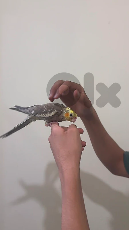 cockatiel supper tamed for sale