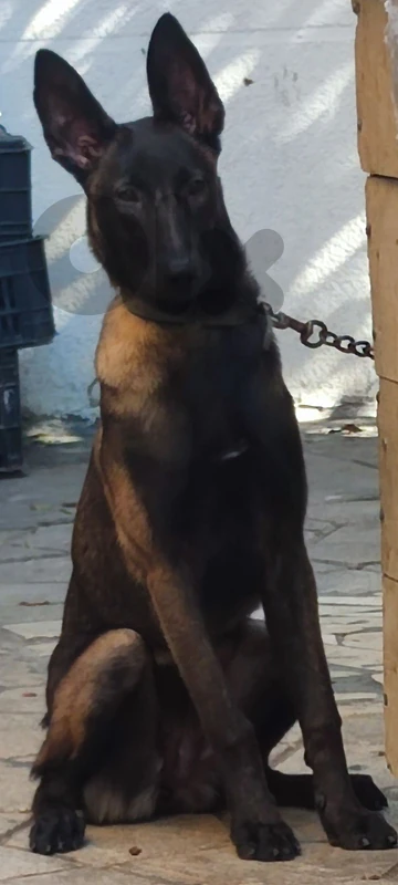 female malinois