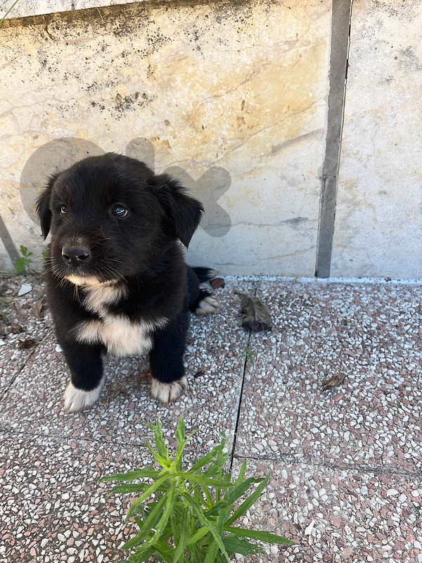 Male puppy for adoption