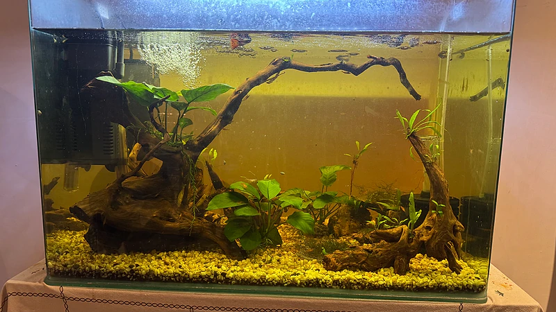 Full Aquarium with different fish and all accesories