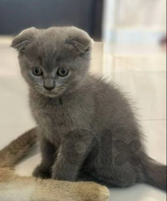 cute Scottish fold cat 2 months old
