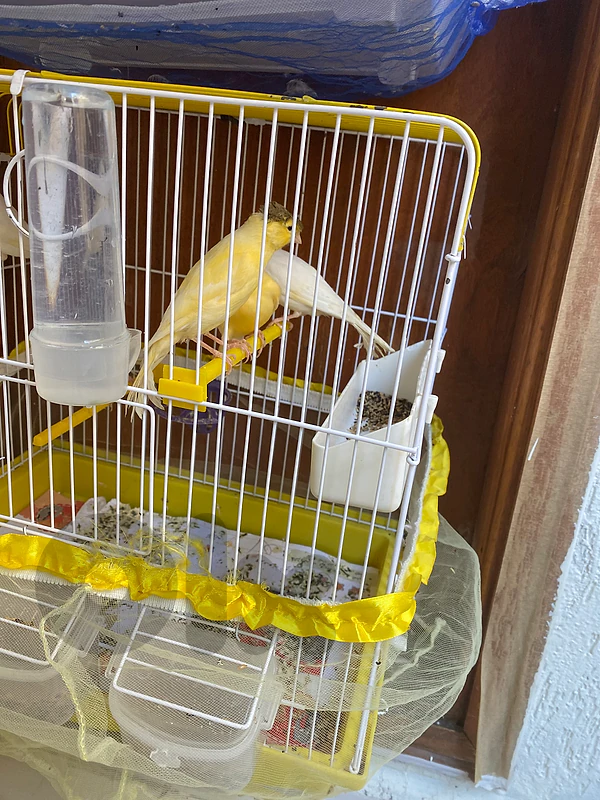 kanarat for sale