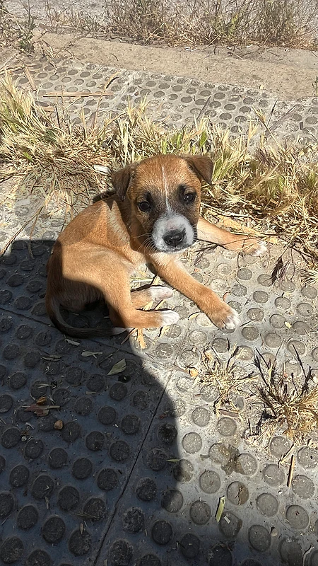 Mix Labrador for Adoption
