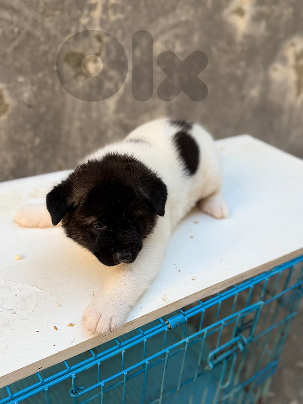 american akita puppy