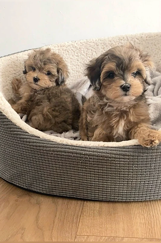Mini Labradoodle Tricolor Imported