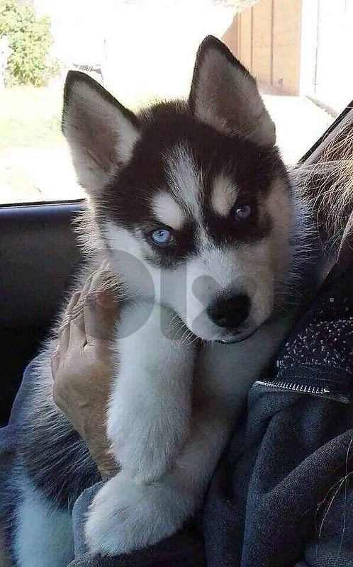 husky