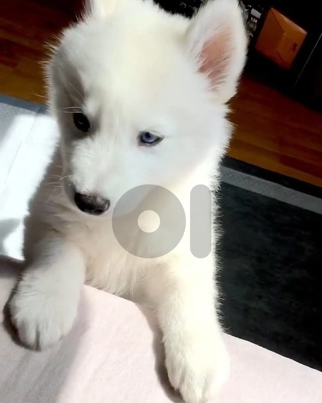 husky white