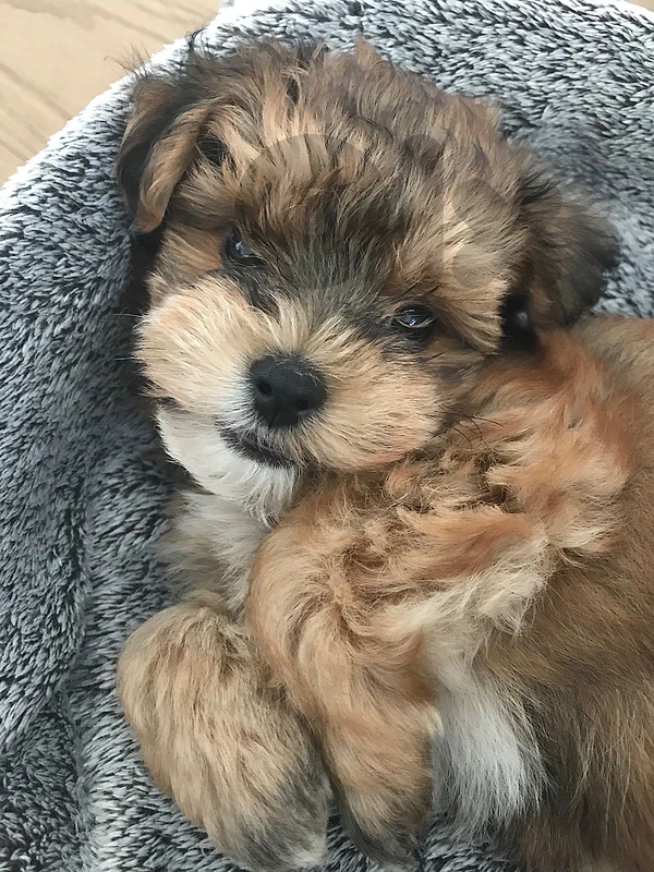 Mini Labradoodle imported