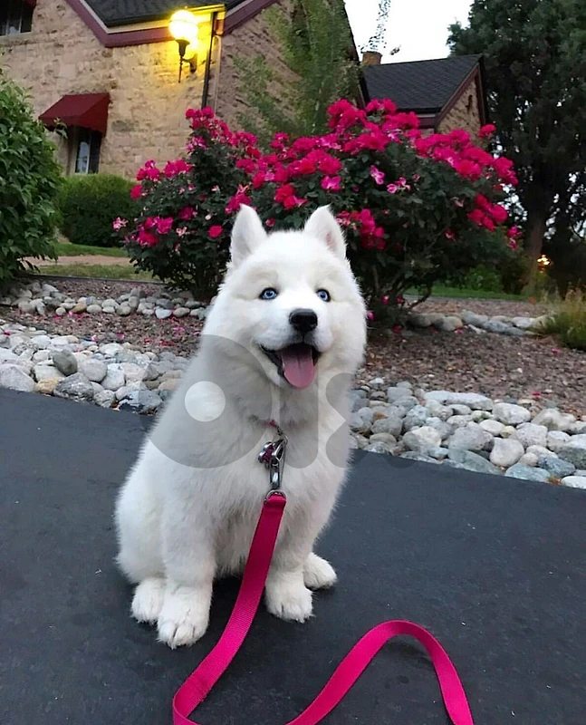 White Husky pup